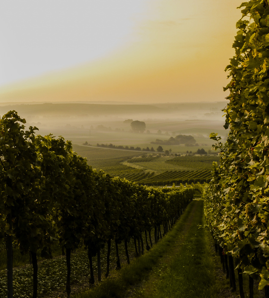 fotografía de los viñedos Una fotografía de una parte de las cosechas de os viñedos