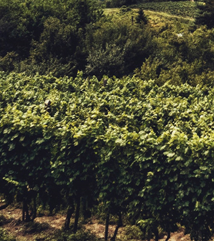 fotografía de los viñedos Fotografía de una parte de un viñero